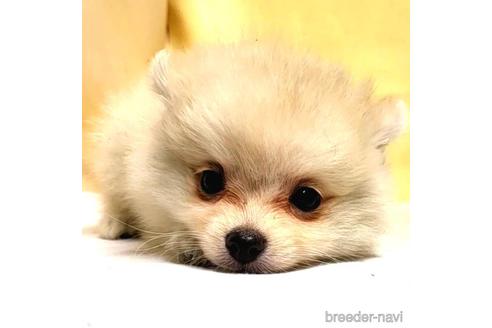 成約済の茨城県のミックス犬-185858の13枚目