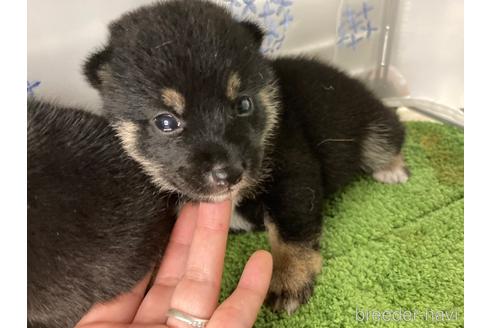成約済の広島県の豆柴-186801の1枚目