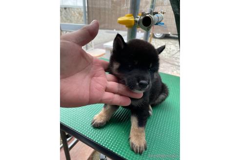 成約済の広島県の柴犬-185359の8枚目