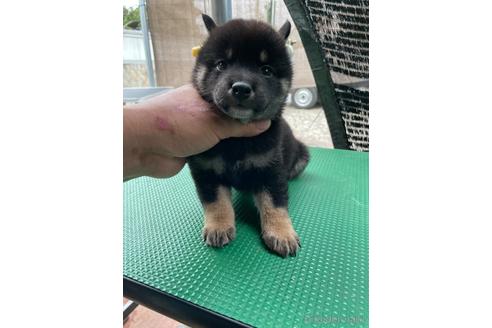 成約済の広島県の柴犬-185359の5枚目