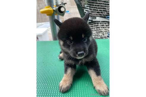 成約済の広島県の柴犬-185359の6枚目