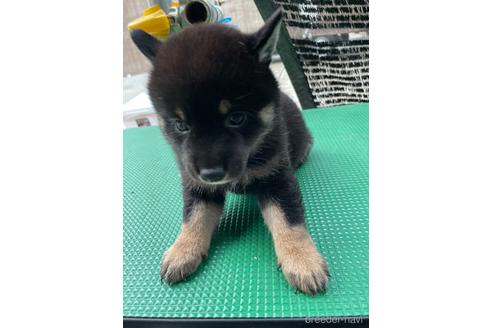 成約済の広島県の柴犬-185359の7枚目