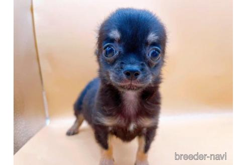 成約済の東京都のチワワ(ロングコート)-190532の2枚目