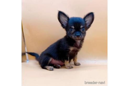 成約済の東京都のチワワ(ロングコート)-190532の3枚目