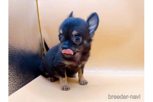 成約済の東京都のチワワ(ロングコート)-190532の4枚目