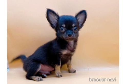 成約済の東京都のチワワ(ロングコート)-190532