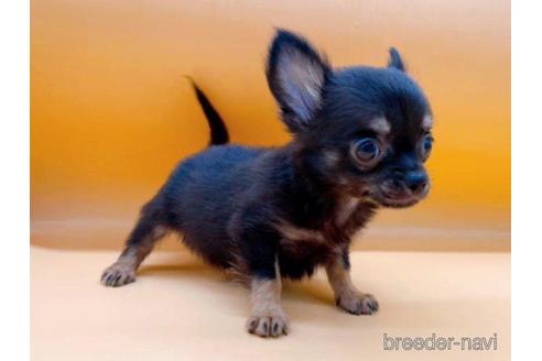 成約済の東京都のチワワ(ロングコート)-190532の5枚目