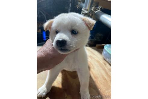 成約済の広島県の柴犬-185347の4枚目