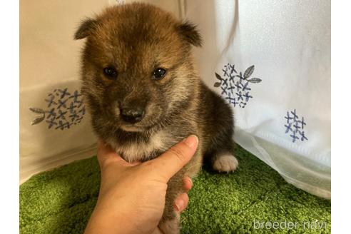 成約済の広島県の柴犬-183228の1枚目