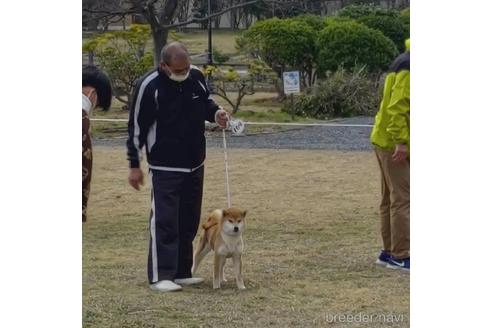 のの柴犬-