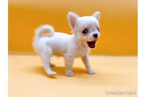 成約済の東京都のチワワ(ロングコート)-190545の2枚目