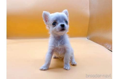 成約済の東京都のチワワ(ロングコート)-190545の3枚目