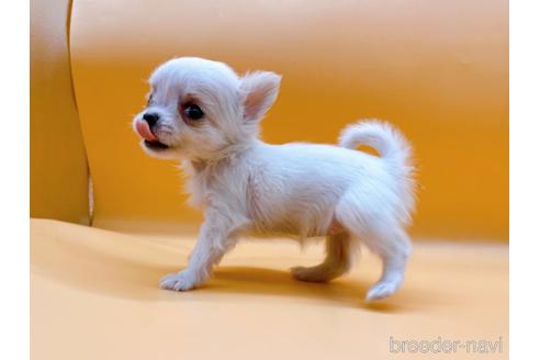 成約済の東京都のチワワ(ロングコート)-190545の6枚目