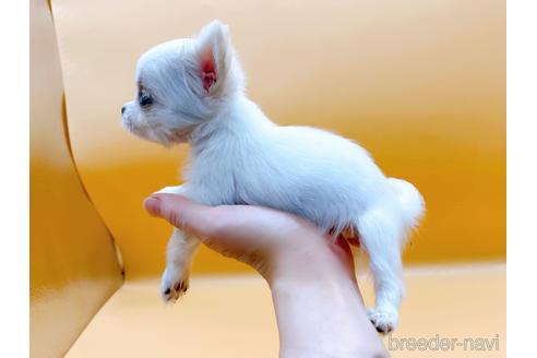 成約済の東京都のチワワ(ロングコート)-190545の4枚目