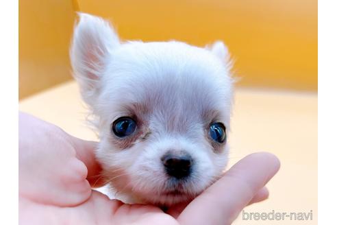 成約済の東京都のチワワ(ロングコート)-190545の5枚目