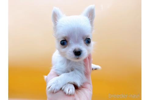 成約済の東京都のチワワ(ロングコート)-190545の1枚目