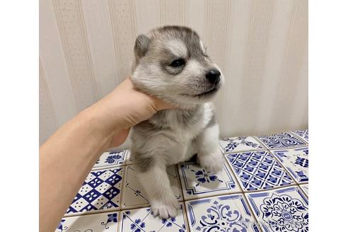 成約済の福岡県のシベリアンハスキー-190555の16枚目