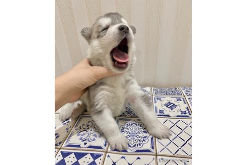 成約済の福岡県のシベリアンハスキー-190557の34枚目