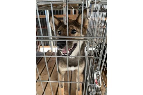成約済の広島県の柴犬-190564の3枚目