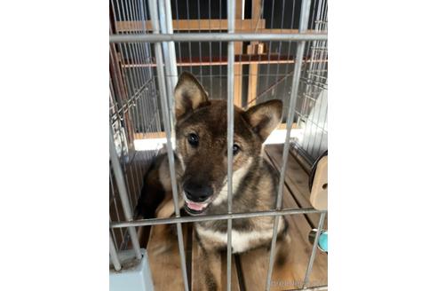 成約済の広島県の柴犬-190564の4枚目