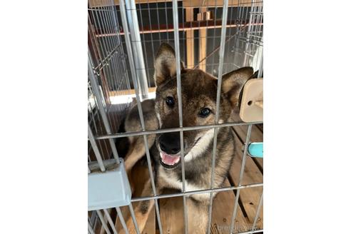 成約済の広島県の柴犬-190564の1枚目