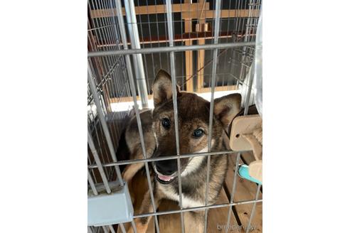 成約済の広島県の柴犬-190564の5枚目