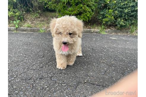 成約済の茨城県のマルプー:マルチーズ×トイプードル-190570の1枚目