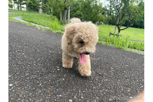 成約済の茨城県のマルプー:マルチーズ×トイプードル-190570の6枚目