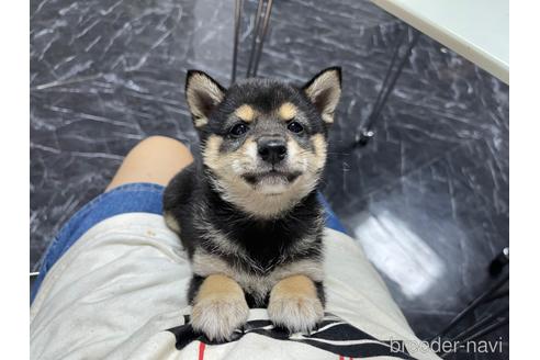 成約済の茨城県の豆柴-189109の14枚目