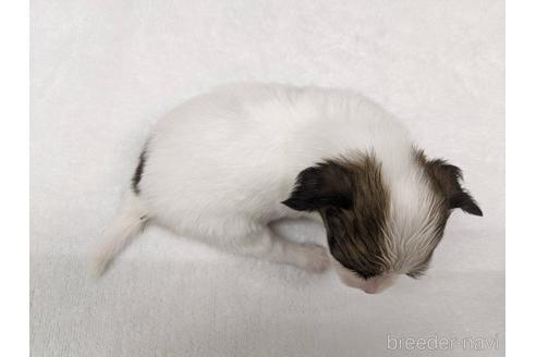 成約済の愛知県のパピヨン-190579の4枚目