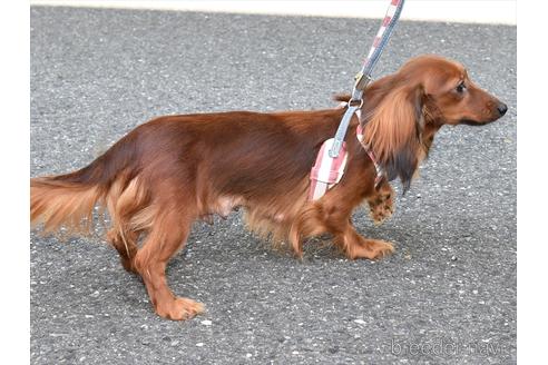 モモコちゃん1枚目