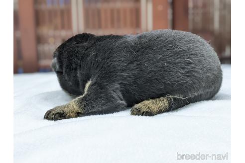 成約済の愛知県の柴犬-190582の2枚目