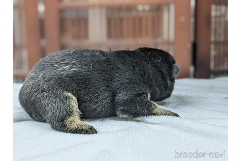 成約済の愛知県の柴犬-190582の3枚目