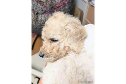 成約済の岡山県のスタンダードプードル-190589の2枚目