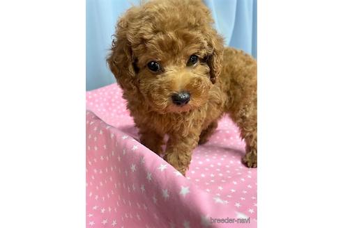 子犬