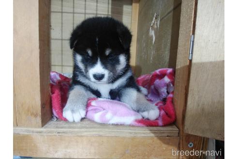 成約済の岡山県の柴犬-190604の1枚目