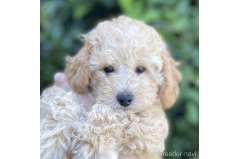 福岡県のトイプードル 男の子 22 05 19生まれ クリーム 子犬id ブリーダーナビ 福岡県のトイプードル 男の子 22 05 19生まれ クリーム 子犬id ブリーダーナビ
