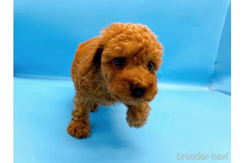 成約済の東京都のトイプードル-190622の2枚目