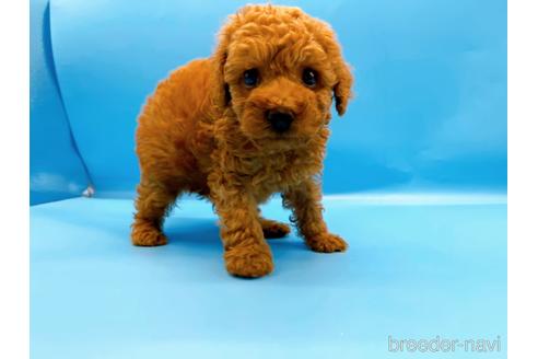 成約済の東京都のトイプードル-190622の3枚目