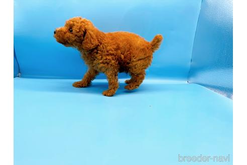 成約済の東京都のトイプードル-190622の5枚目