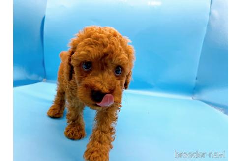 成約済の東京都のトイプードル-190622の6枚目