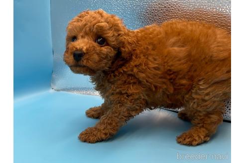 成約済の東京都のトイプードル-190622の8枚目