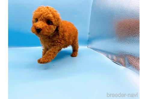 成約済の東京都のトイプードル-190622の9枚目