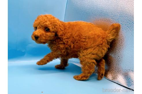 成約済の東京都のトイプードル-190622の10枚目