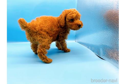 成約済の東京都のトイプードル-190622の11枚目