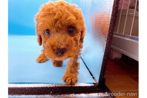 成約済の東京都のトイプードル-190622の1枚目