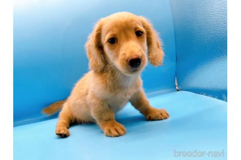 成約済の東京都のミニチュアダックスフンド(ロングヘアード)-190627の2枚目