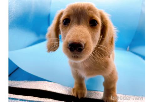 成約済の東京都のミニチュアダックスフンド(ロングヘアード)-190627の1枚目