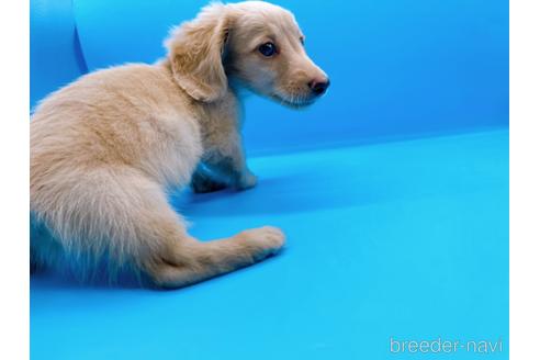 成約済の東京都のミニチュアダックスフンド(ロングヘアード)-190627の3枚目