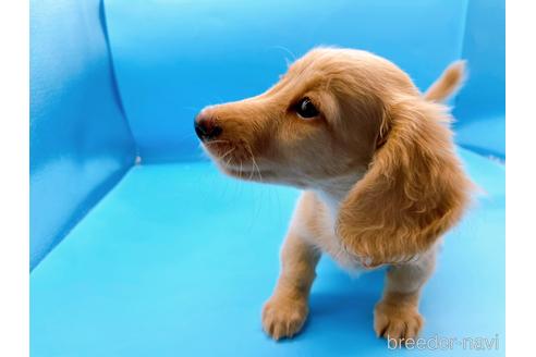 成約済の東京都のミニチュアダックスフンド(ロングヘアード)-190627の5枚目